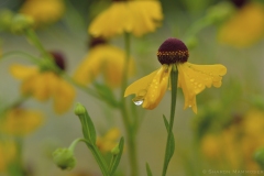 Yellow Flowers