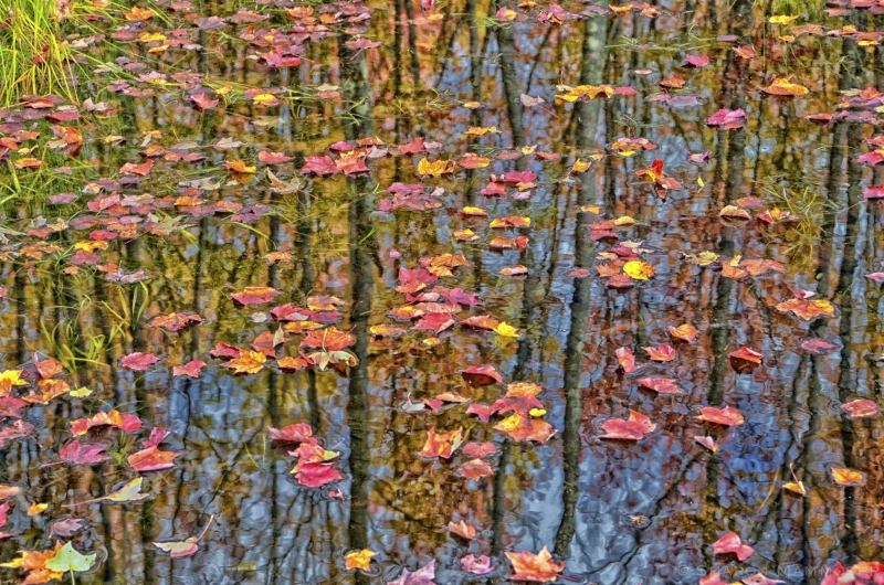 Floating Maple Leaves