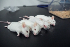 No longer of use for experimentation, four laboratory mice lie dead from asphyxiation by carbon dioxide and will be bagged for incineration. USA, 2022. Roger Kingbird / We Animals