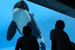 Kiska, a lone female orca, swims in a tank at Marineland as visitors watch her through the glass. Niagara Falls, Ontario, Canada, 2011. Jo-Anne McArthur / We Animals