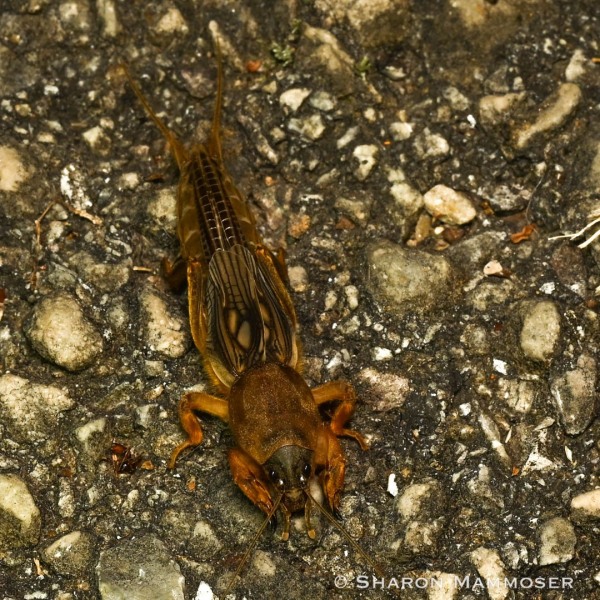 A mole cricket