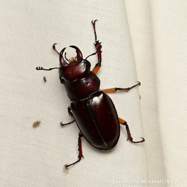 A reddish-brown stag beetle