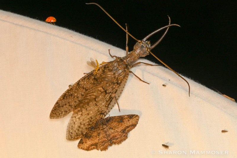 An eastern dobsonfly with a moth