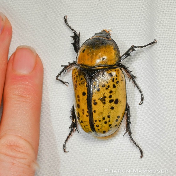 A female eastern Hercules beetle