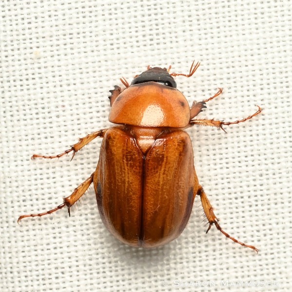 A southern masked chafer beetle
