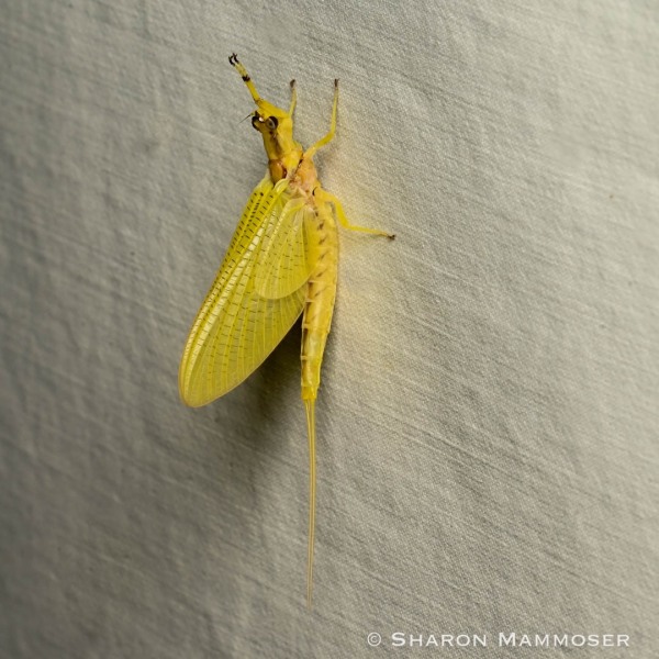 A giant mayfly