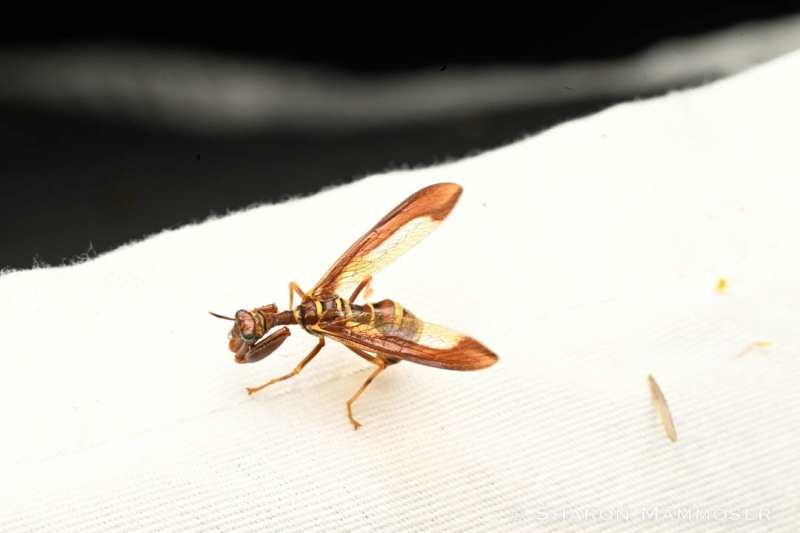 A brown wasp mantidfly