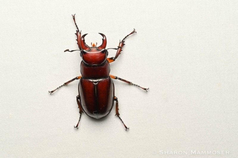 Here's a reddish-brown stag beetle.