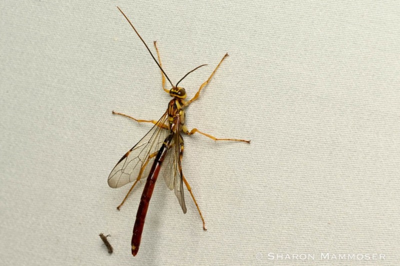 This is a giant ichneumonid wasp