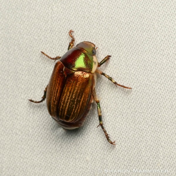 Here's a margined shining leaf chafer beetle.