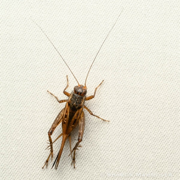 Here's a field cricket, female.