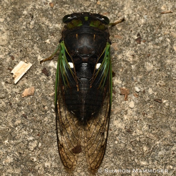 A swamp cicada