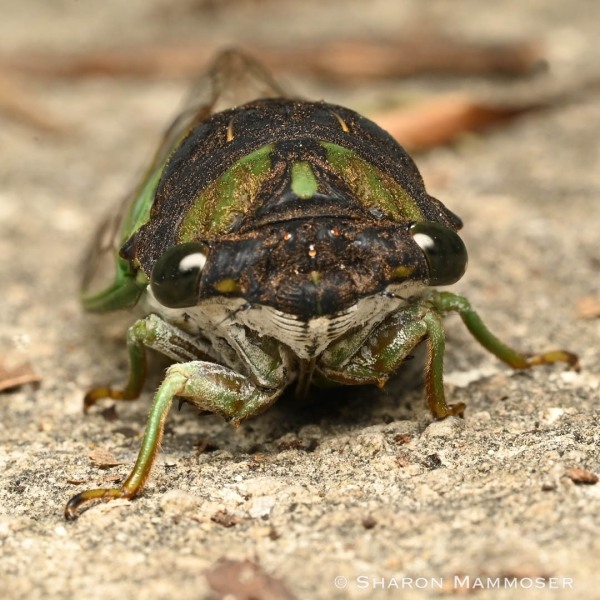 Check out the eyes on this swamp cicada.