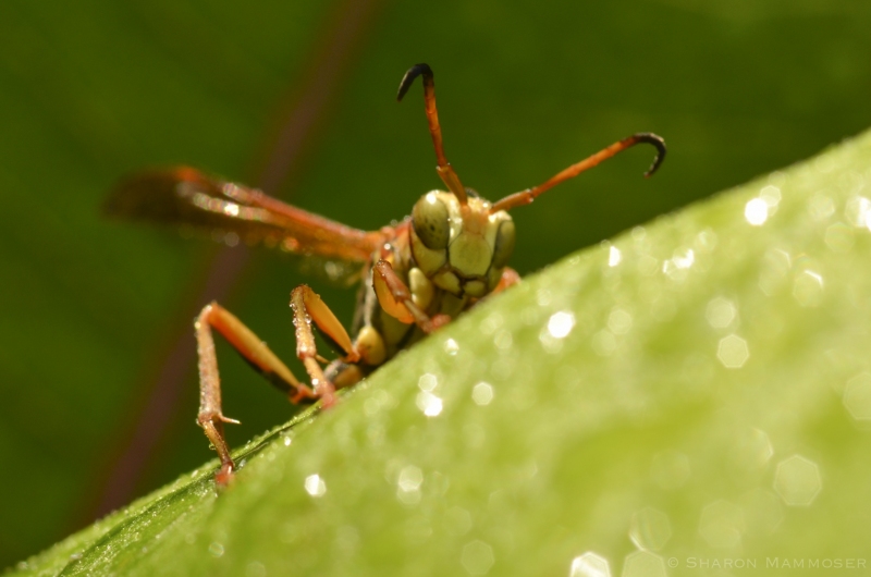 A Wasp on a Dewy Leaf