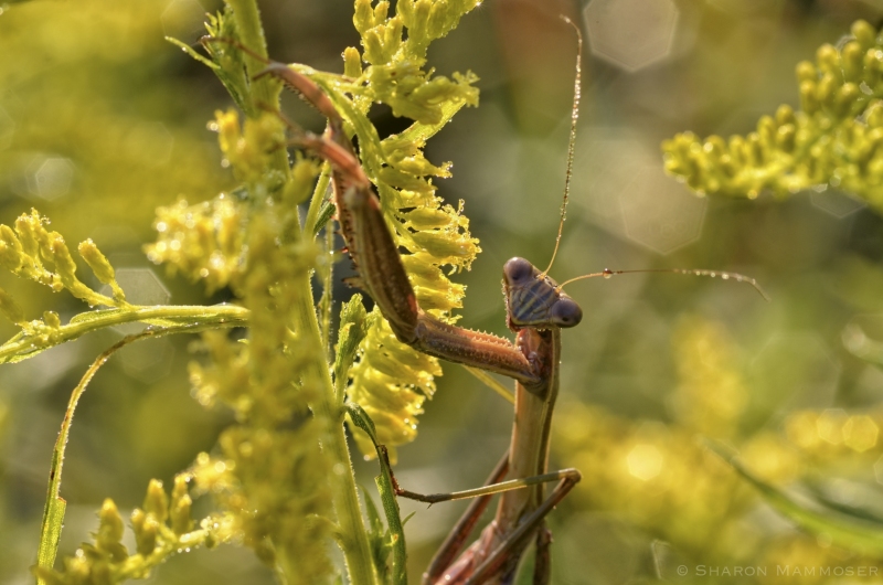 Praying Mantis in Goldenrod