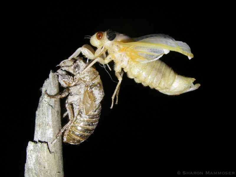 A Seventeen Year Cicada Transformation