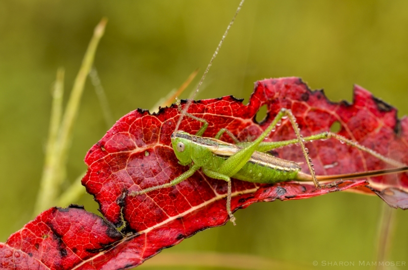 A Katydid on a Red Leaf