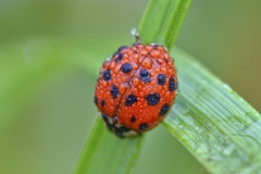 Dew on a Ladybug