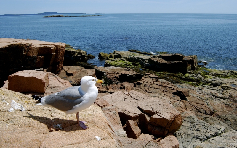 A Gull in Maine