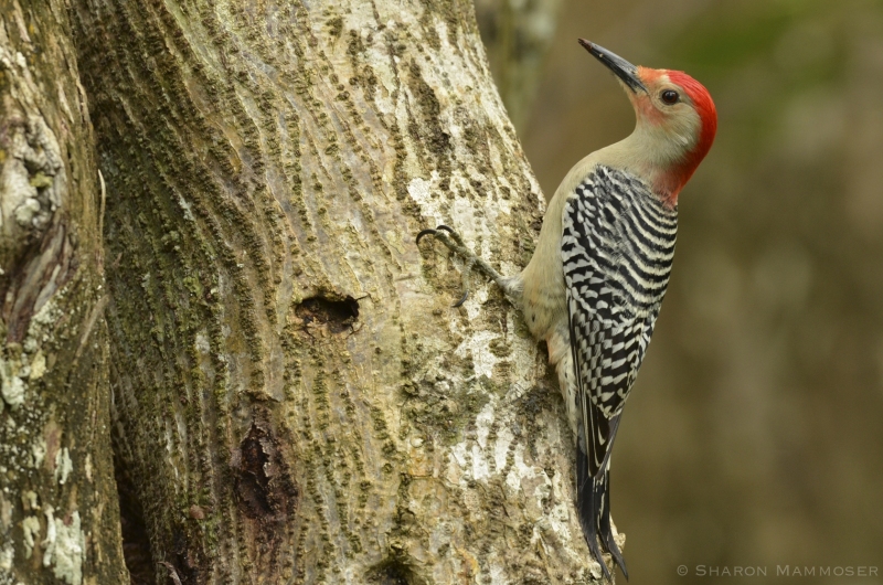 A Red-Bellied Woodpecker