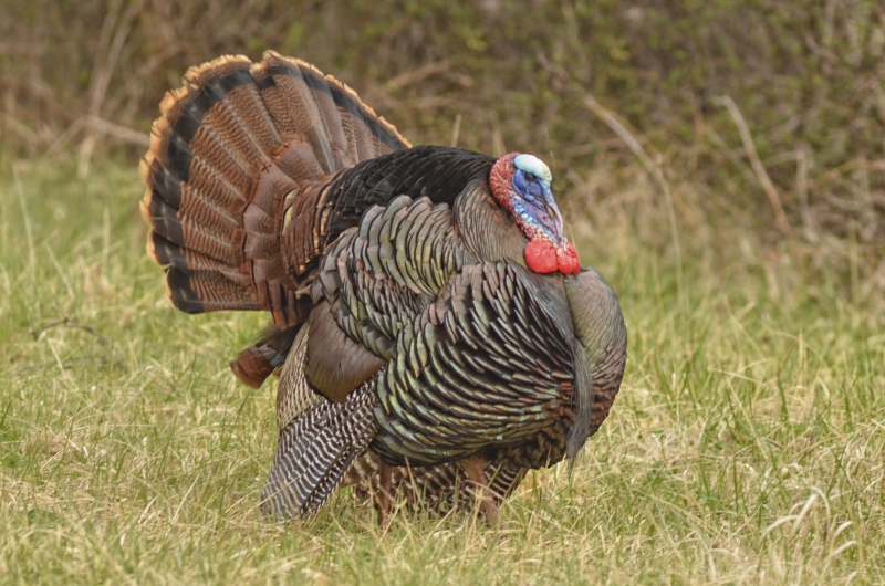 A Wild Turkey in western NC