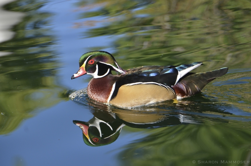 Beauty of a male Wood Duck