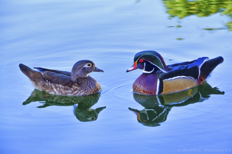 Male and female Wood Ducks