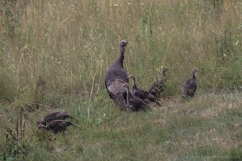 Turkey Mama with babies