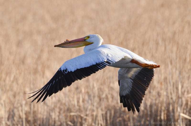 A White Pelican