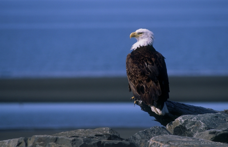Bald Eagle on a rocky shore in Alaska