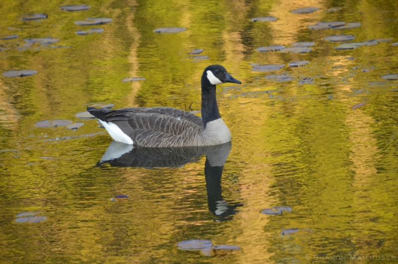 Canada goose reflection