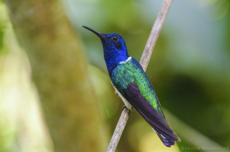 A hummingbird in Panama