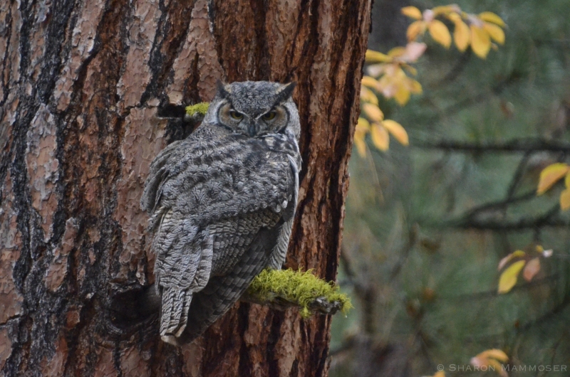 Great Horned Owl in Montana