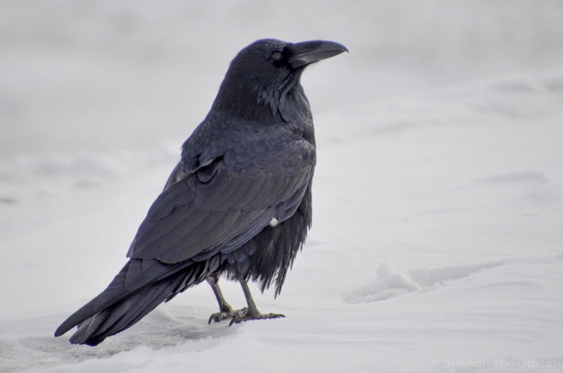 A Raven in the snow