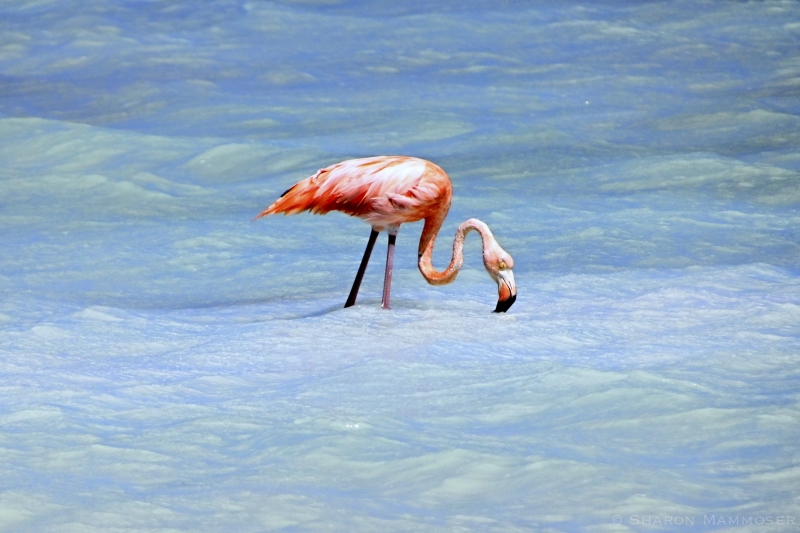 A Pink Flamingo