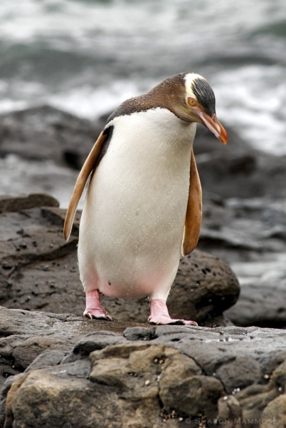 A Penguin on a beach in New Zealand