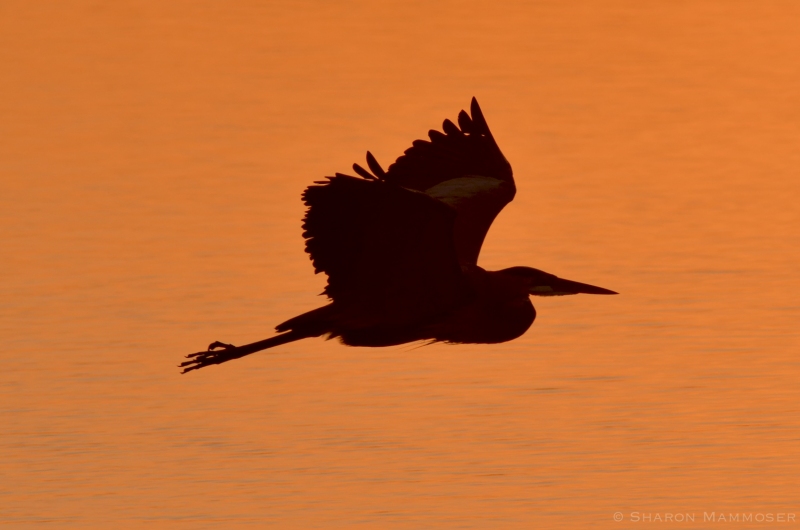 Silhouette of a flying Great Blue Heron