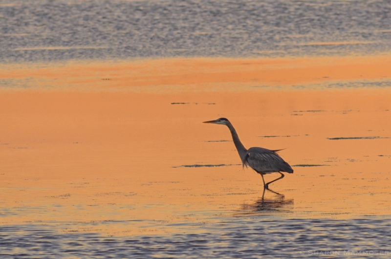A Great Blue Heron hunting at sunset