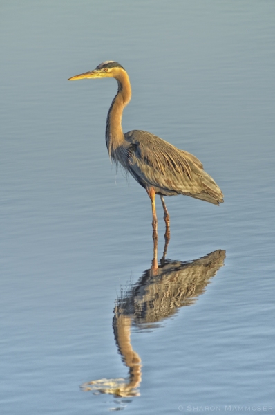 Great Blue Heron reflection