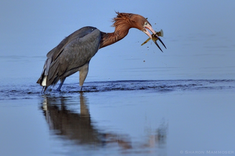 A Reddish Egret Snags a Fish