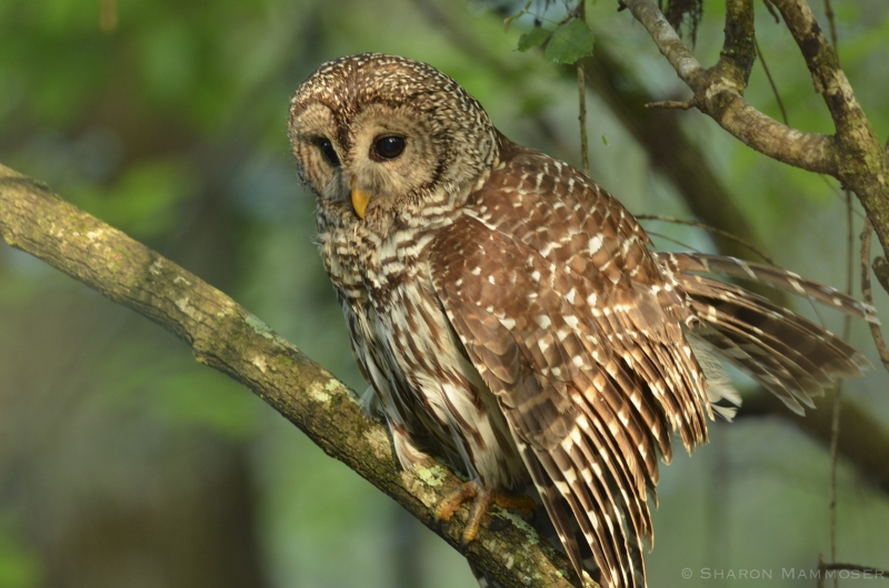 A Barred Owl watches for prey