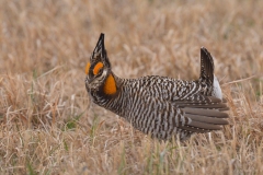 A male Prairie Chicken in Nebraska