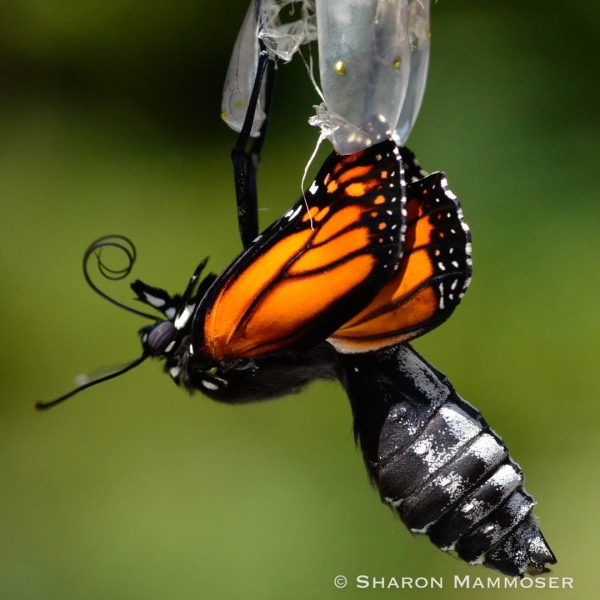 A monarch emerging from its chrysalis