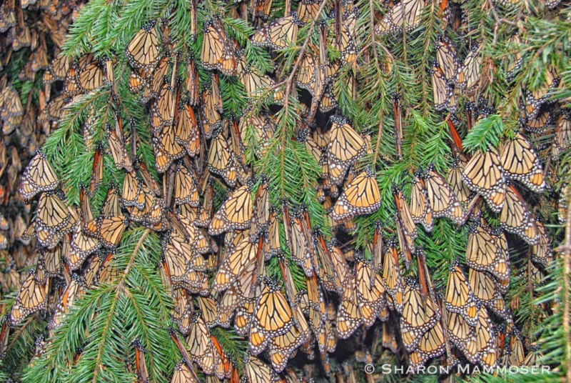 Overwintering Monarchs in Mexico.