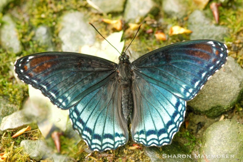 A red-spotted purple sunning on the ground.