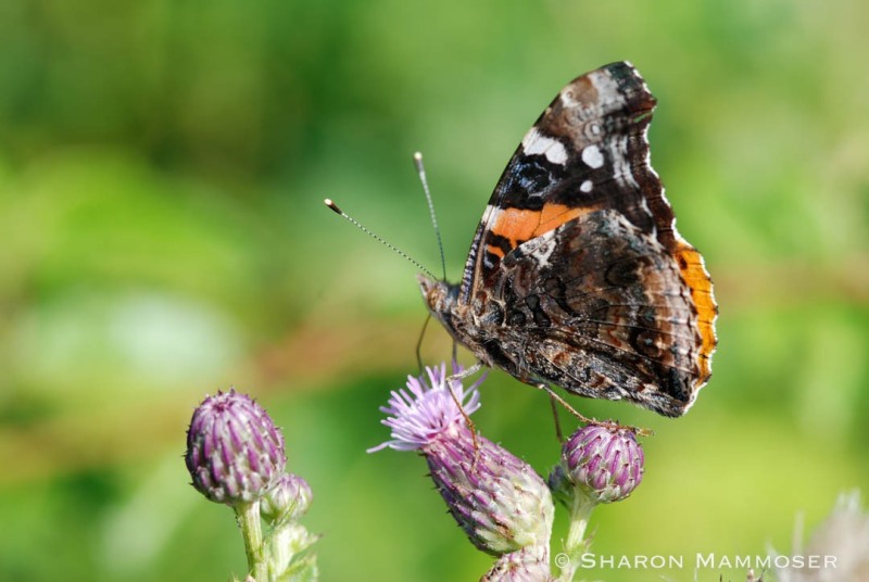 A red admiral on teasel