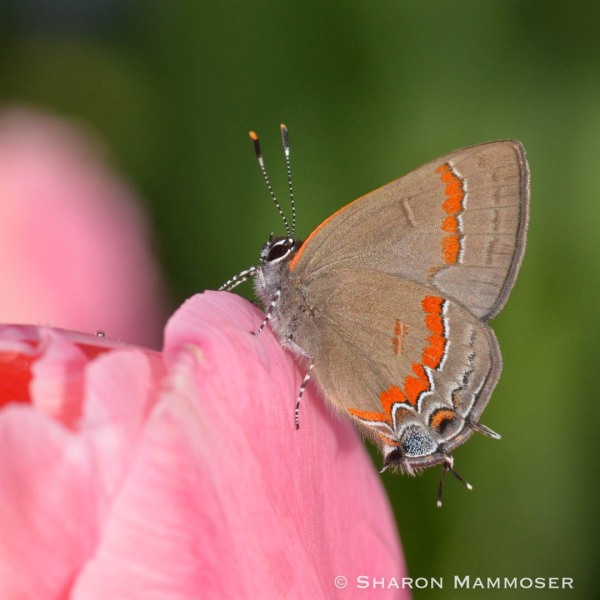 A red-banded hairstreak