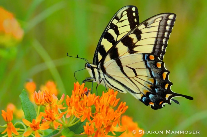 An eastern tiger swallowtail on butterfly weed.