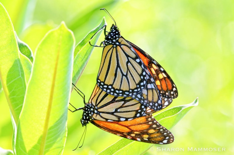 A pair of mating monarch on Milkweed.