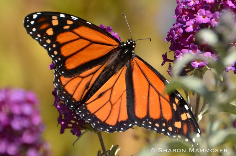 A male monarch butterfly